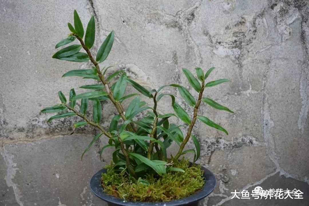 这花很难种活, 不但长得好看, 还能入药!
