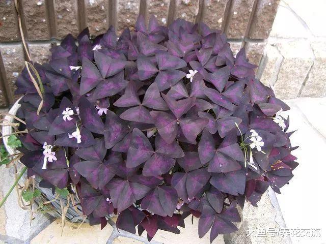 九种养在室内的紫色盆栽观叶植物, 整个室内显得特别神秘、多彩