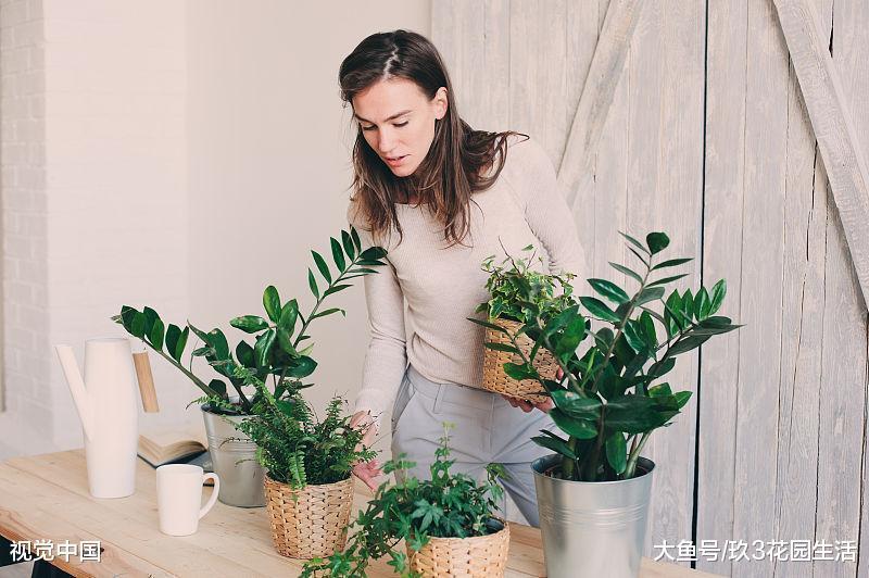 春季植物换盆需要注意的那些事儿