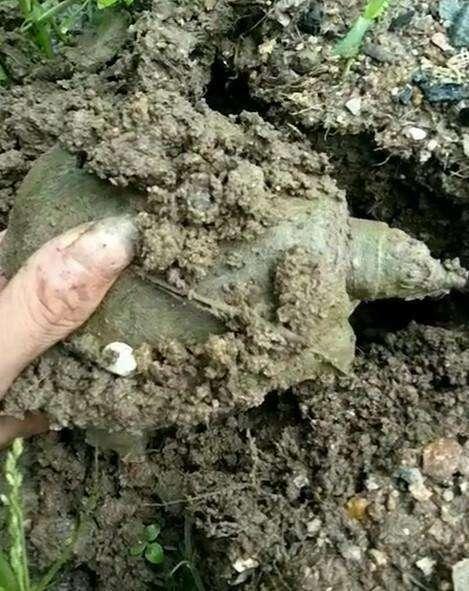 农村小伙河滩上发现一个洞, 挖出这么大点的野货, 吃了可惜了!