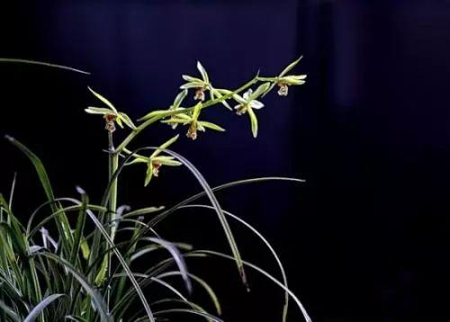 别人家兰花绿油油, 开的花都比自家美, 原来她们是这么做的!