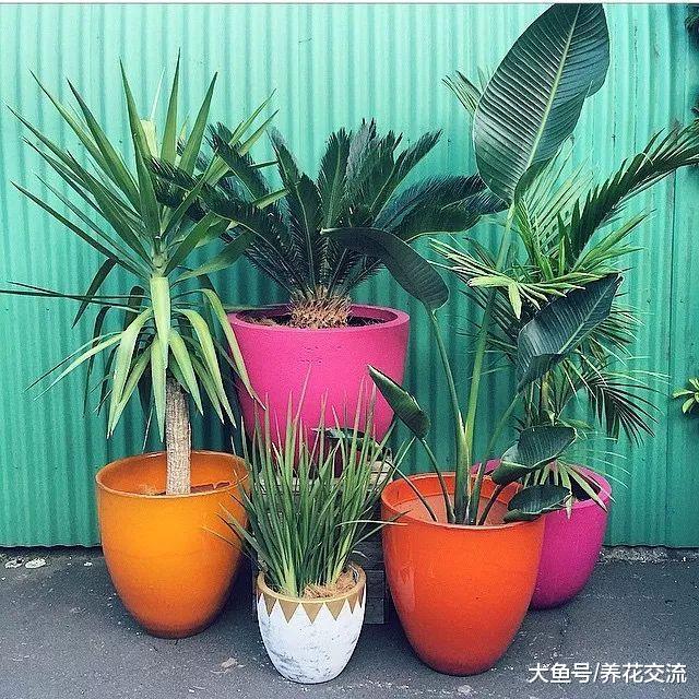 家里种上这几种棕榈盆栽绿植, 养成热带观叶植物的加湿器