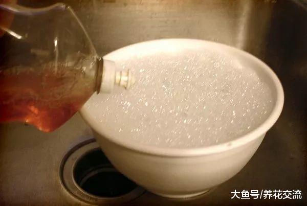 这16种方法都可以轻松赶走家里的蚂蚁, 避免花卉遭殃