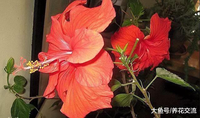 15种特别容易开花的室内植物, 叶子和花朵肉那么好看