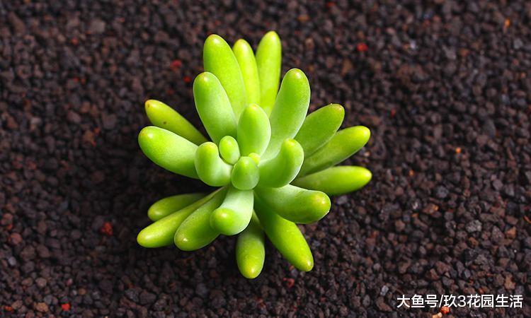 家居养花之多肉植物——八千代