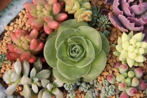 原来多肉养不好都是这问题, 后悔没早点发现原因!