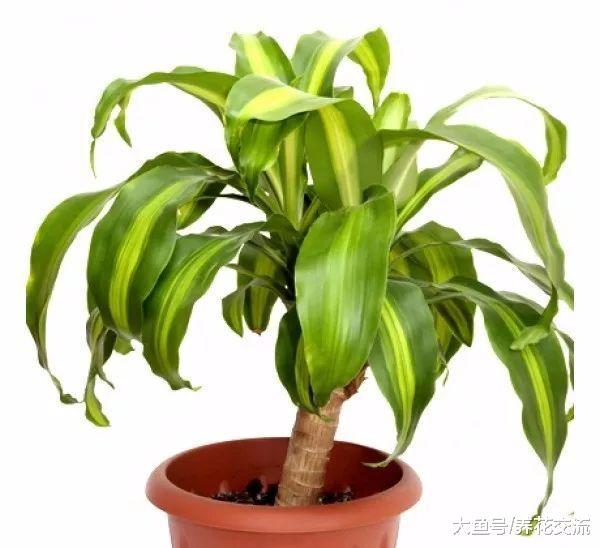 能够在低光照的室内生长旺盛的17种植物, 遮阴处能养活