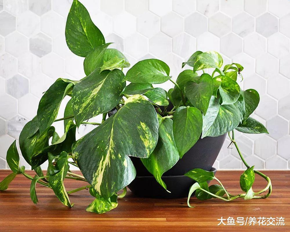 4种在室内遮阴处能生长旺盛的绿植, 净化甲醛就选它们就够了