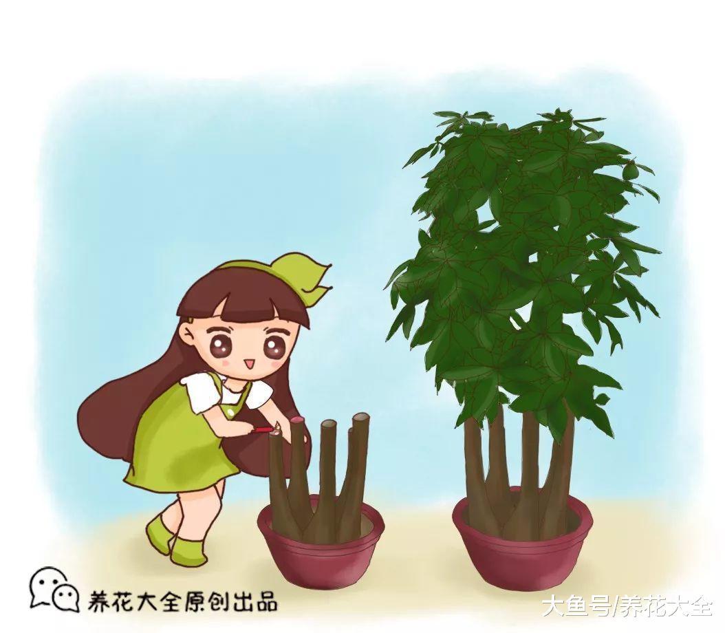 发财树黄叶快死了, 拦腰一刀切, 滴上两滴蜡, 新芽呼呼冒