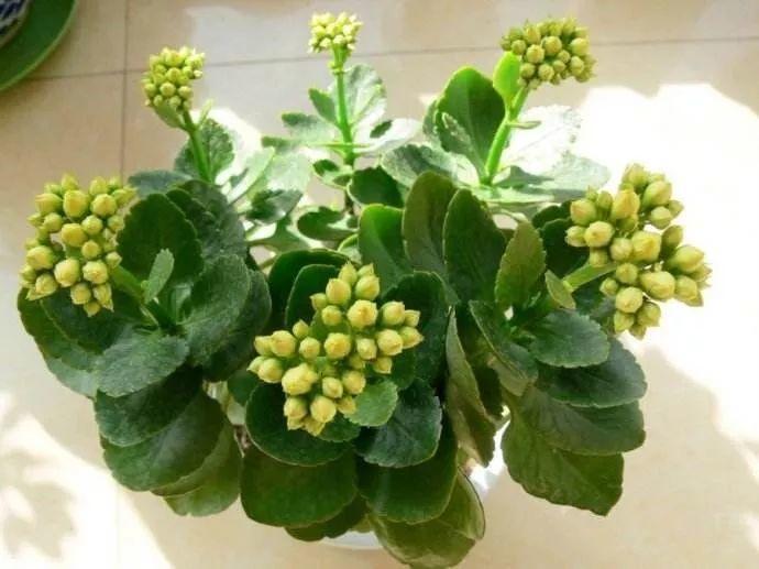 养不死的10种花, 绿萝只排第二, 它才是最好养的花!