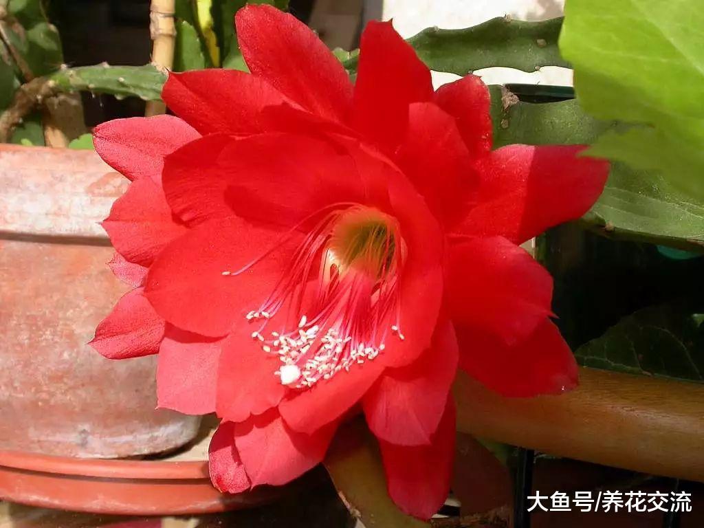 令箭荷花用吊盆养在门口长出莲花一般大的花朵, 朋友看到羡慕不已