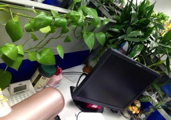 办公桌上摆这盆花, 工作顺利事业旺, 身体健康人气旺!