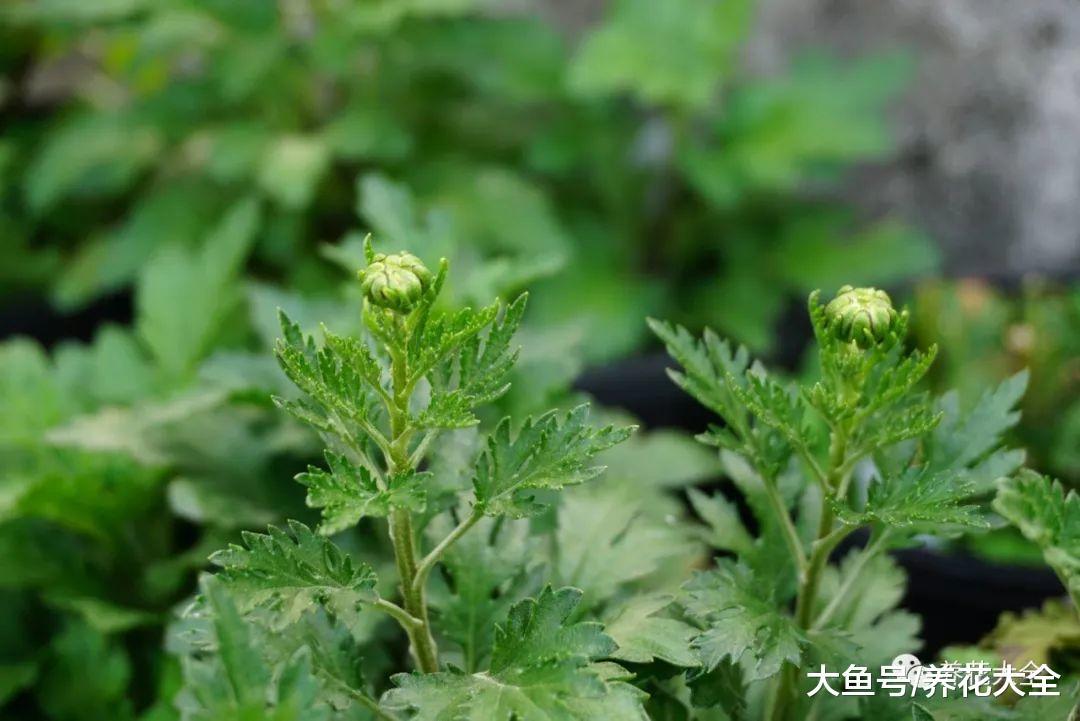 春天这么养菊花, 花开的拳头大, 还不用花钱买