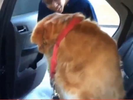 金毛到了医院不下车, 往后面看了一眼后, 灰溜溜的下来了!