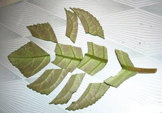 这几种花太好养, 叶子掉盆里, 没几天又能窜出一大盆!