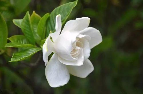 只需要一根树枝, 就能养出枝粗、叶绿、花香四溢的栀子花啦