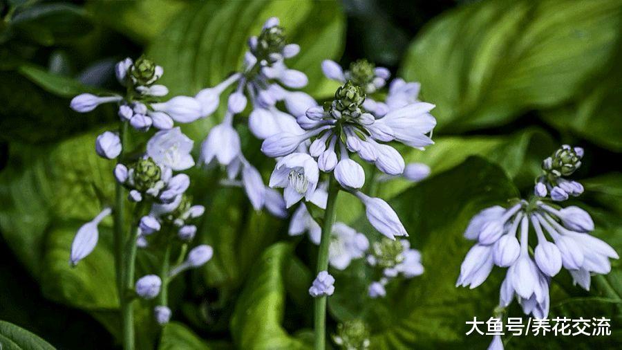 适合常年养在树荫下、背阴阳台的五彩植物, 比开花植物还好看