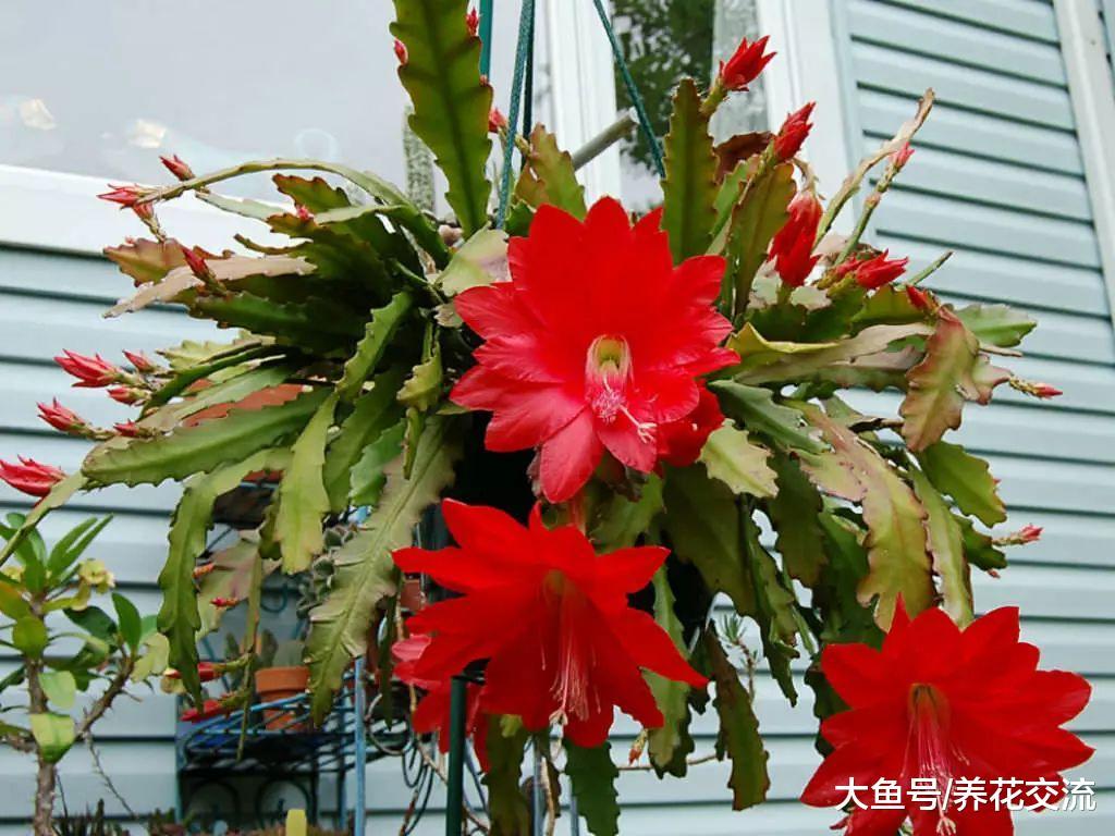 令箭荷花用吊盆养在门口长出莲花一般大的花朵, 朋友看到羡慕不已
