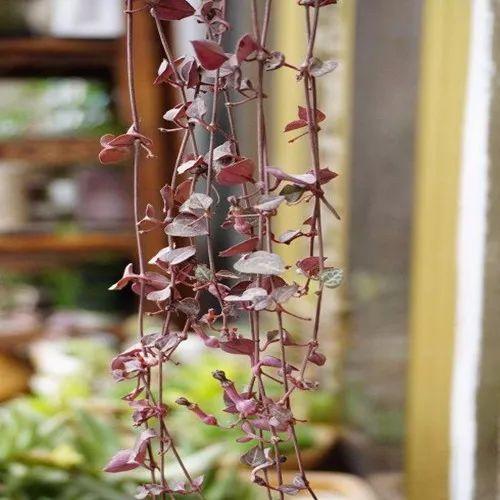 这些植物挂在窗台养, 让你拥有如梦浪漫的窗帘!