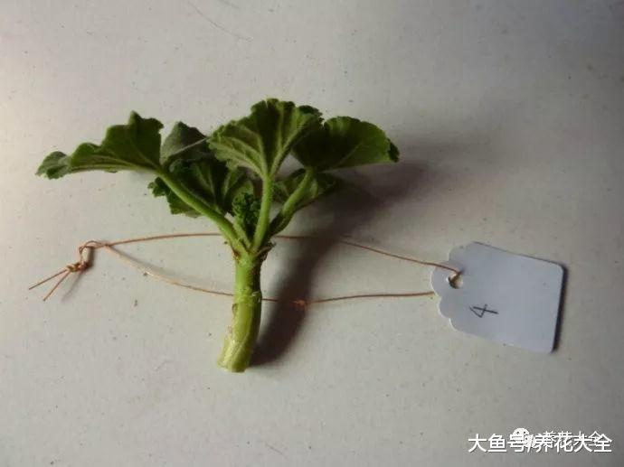 这5种花, 现在掐个枝就能活, 再也不用花钱买了!