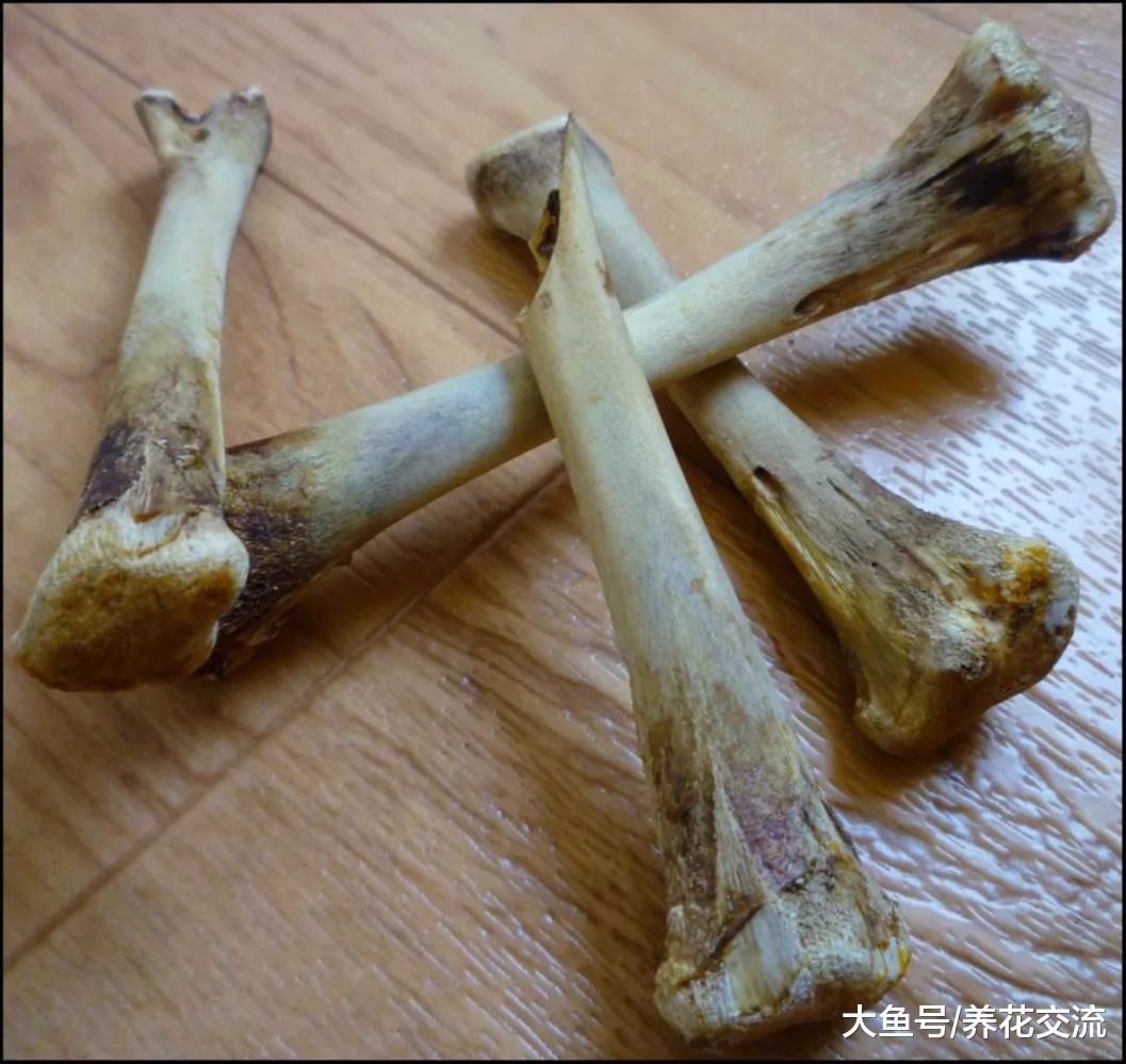 新年在家里用骨头制作骨粉、骨肥茶, 再也不怕花卉不能开花