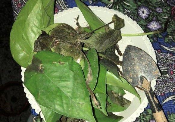 黄叶烂根, 好养的两种花你却养不好? 是你放错地方养了!