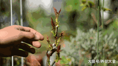 现在给花一掐一埋, 1个枝开10朵, 想不爆盆都难!