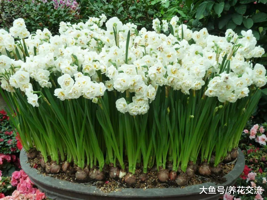 在家门口就可以看到的六种有毒植物, 小孩子要远离, 避免误食误触