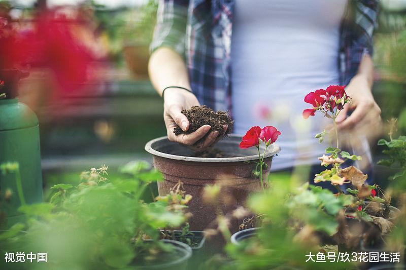 家居养花之如何巧妙的给你的盆栽换盆