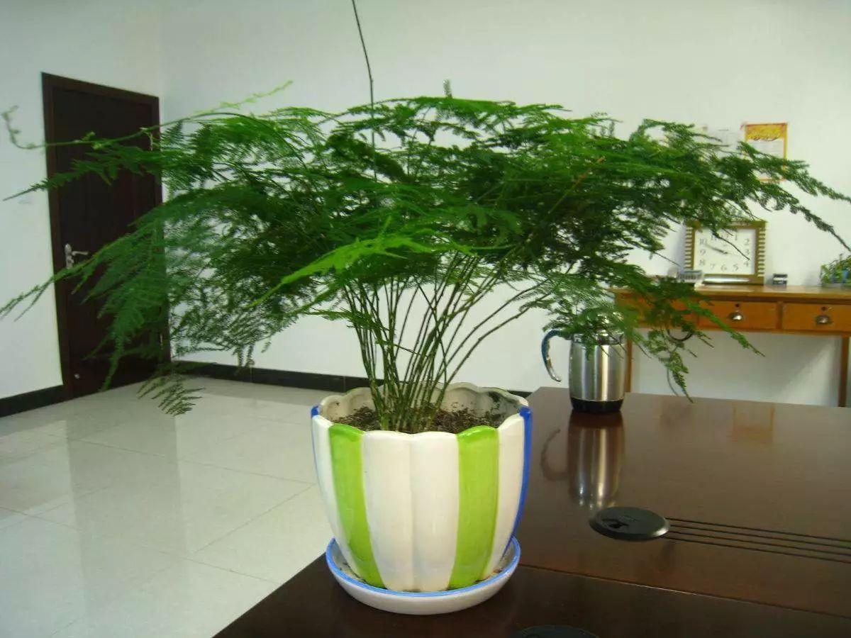 办公桌上摆这盆花, 工作顺利事业旺, 身体健康人气旺!