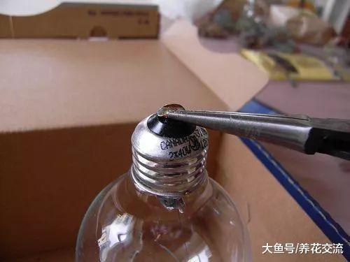 废弃的灯泡DIY一个玻璃植物景观, 变身为上百元的盆景