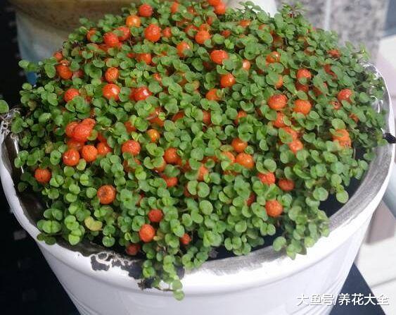 巴掌大一盆花, 却能结果上百个