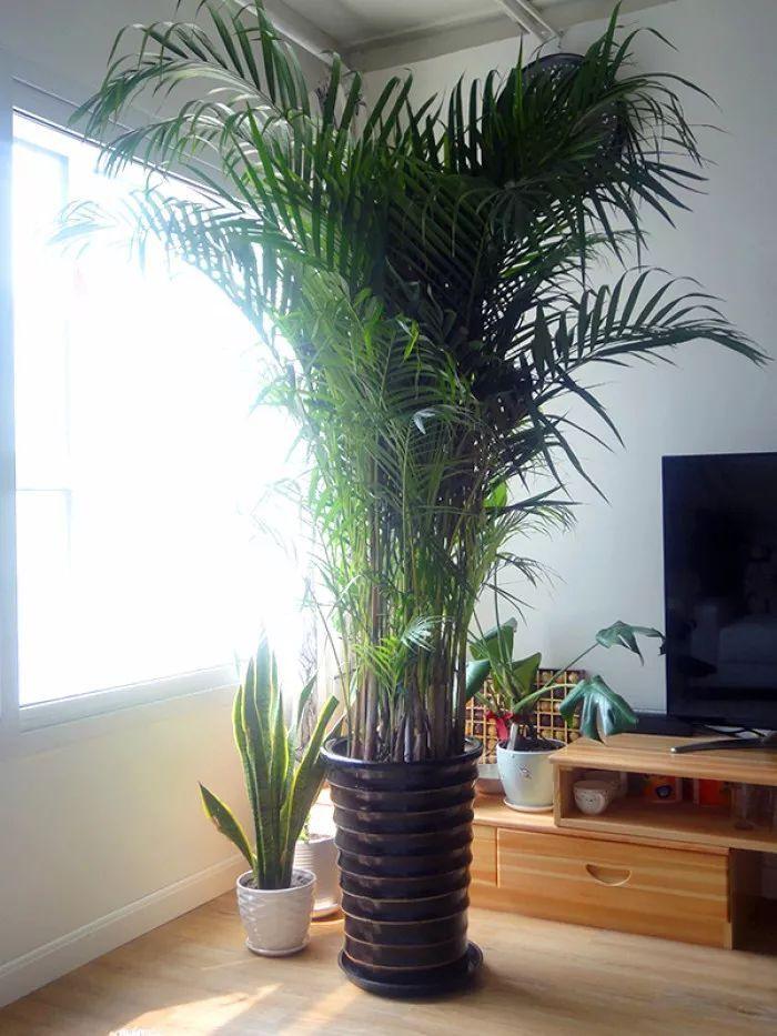 家里种上这些植物, 就能轻松清除家里的有害气体