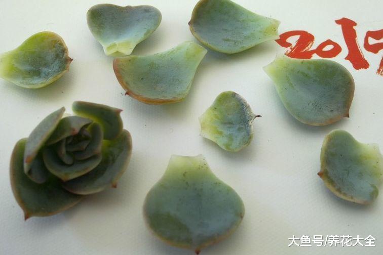 养花烂根别怕, 抹点它, 立马活过来, 蹭蹭蹭爆盆!