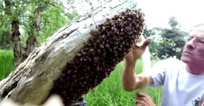 男子居然用这种家庭用品清理蜂群