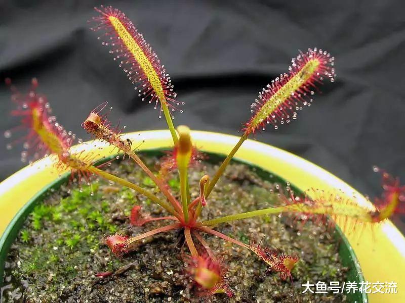 新手买这3种食虫植物就能轻松种活, 只需要掌握6个养护技巧