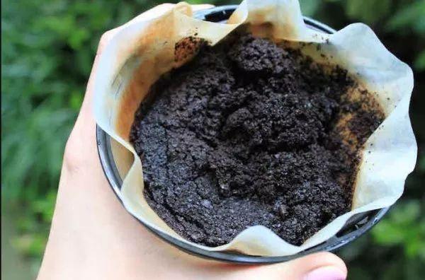 种西红柿的时候加入这7种东西, 茎再不会黑腐, 果子多到吃不完