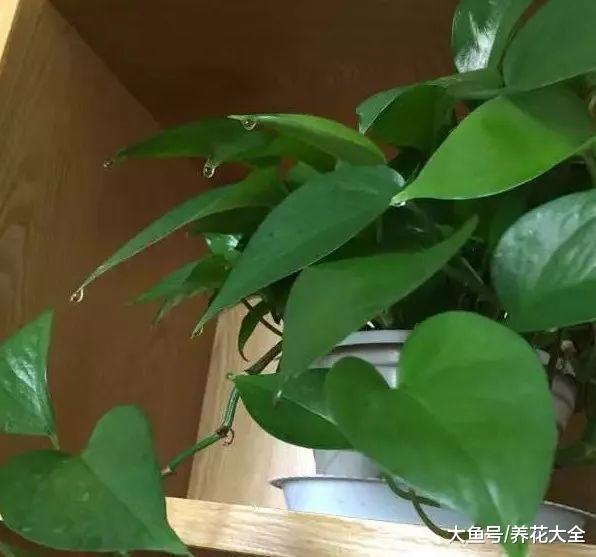绿萝这么养狂吐水, 根系更强壮了, 叶子还贼绿!