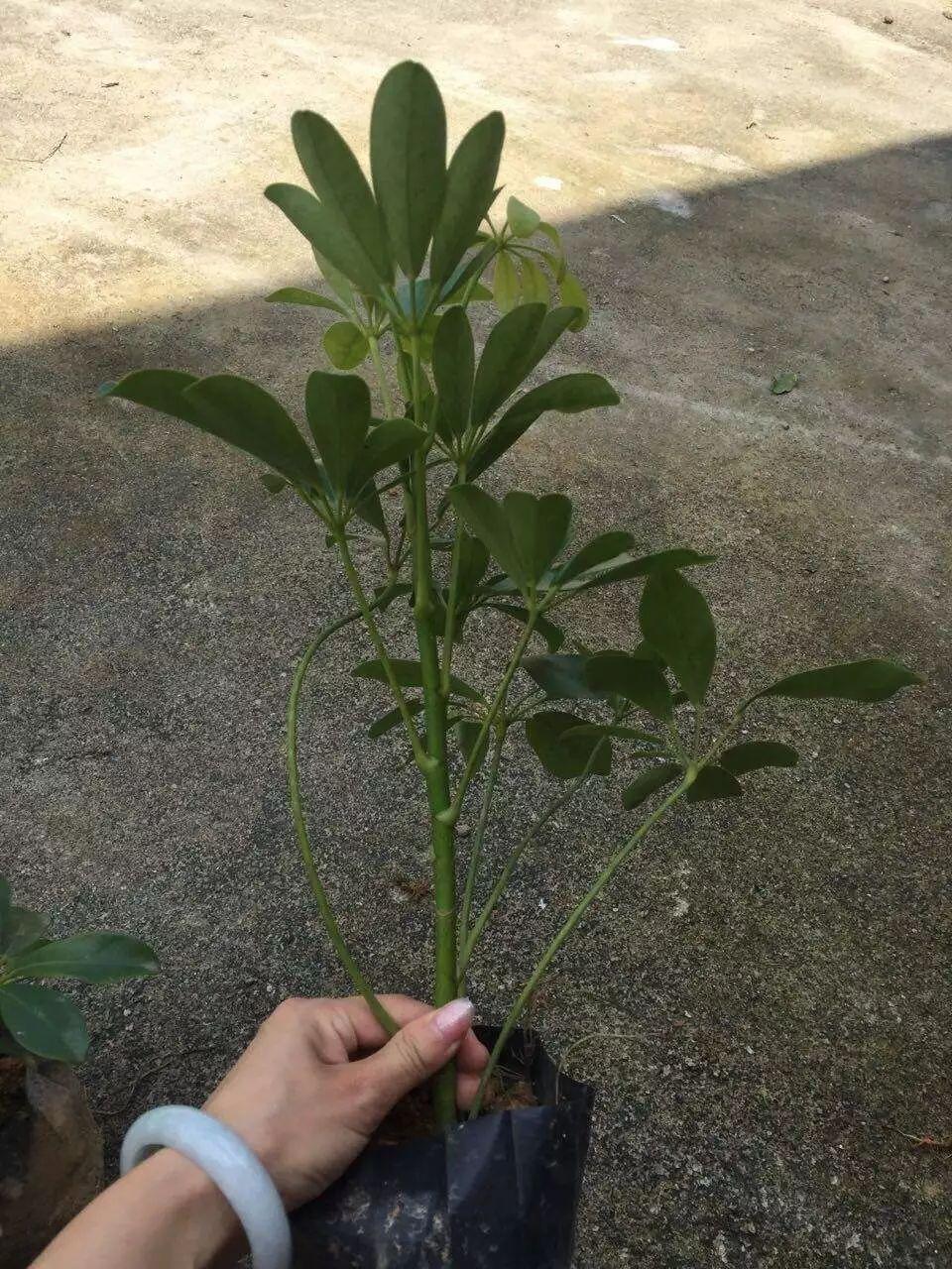 特别能吸二手烟的绿植, 家里有烟鬼的就养几盆