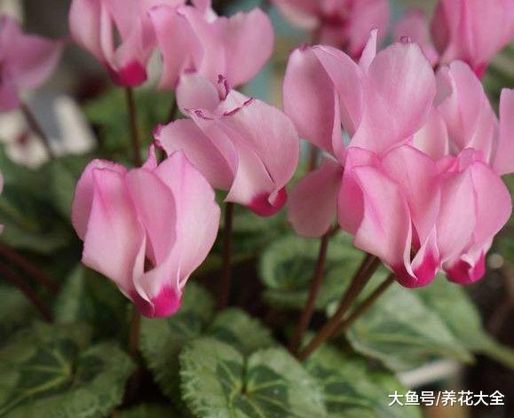 家里养盆仙客来, 开花喜庆又漂亮, 花朵能开到5月份