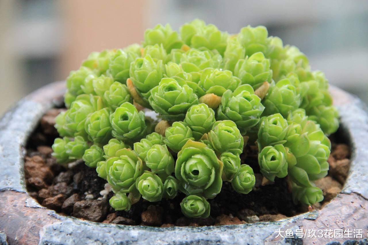 家居养花之多肉植物——山地玫瑰
