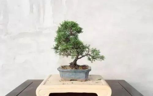 盆景翻盆换土这些注意点和讲究, 你都知道了吗?