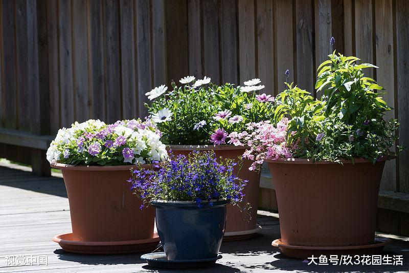对植物生长起关键性的作用的其实是温度