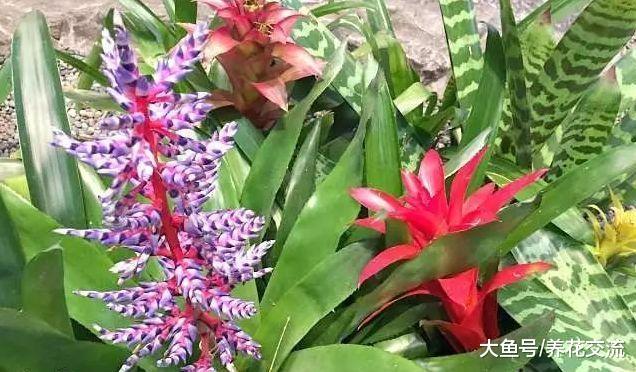 家里的观赏凤梨花朵枯萎就丢掉? 教你一种方法可以不断繁殖