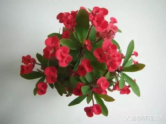 15种特别容易开花的室内植物, 叶子和花朵肉那么好看