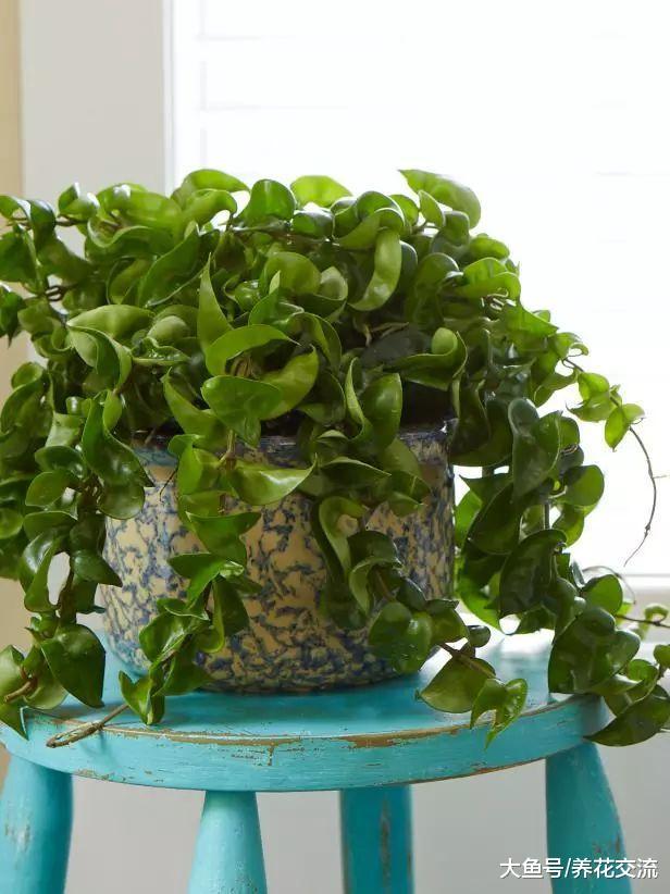 这7种室内盆栽植物养着半月都不浇水都能活, 你养了哪一种?