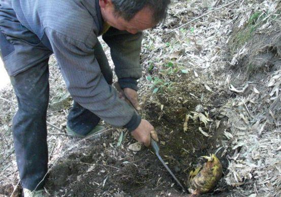 城市有钱都吃不到正宗, 农民挖一天顶白领一个月的工资