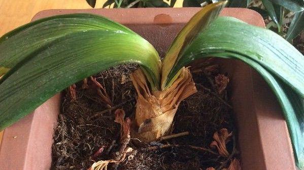 人是气死的, 花是浇死的, 你还不快住手? !