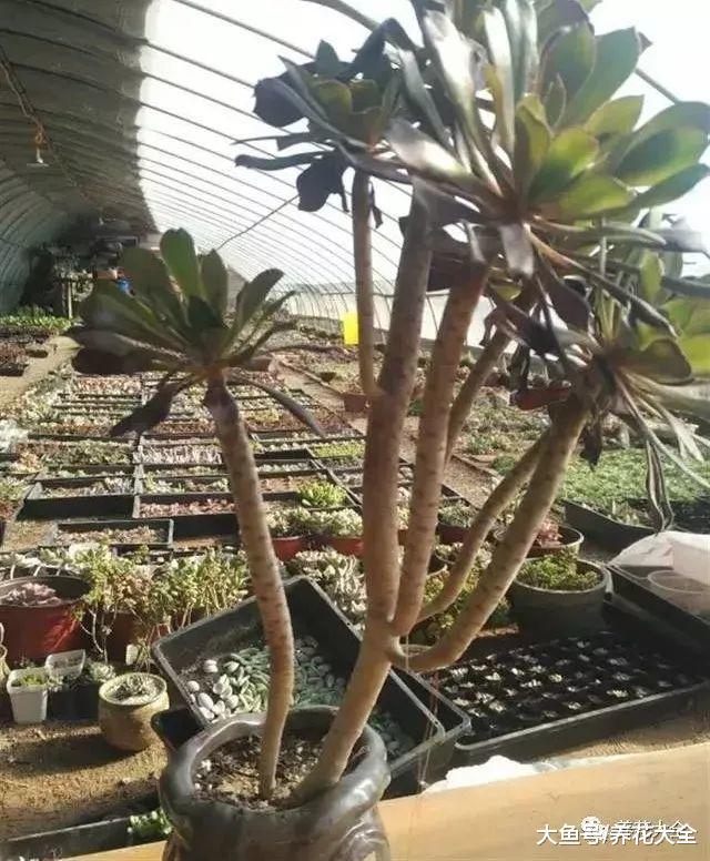 多肉老桩换盆, 只需1根镊子1把毛刷, 茎干越长越壮实!