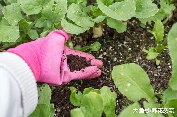 这种喝剩下的渣滓用来养花有13个好处, 变成健康无害的有机肥